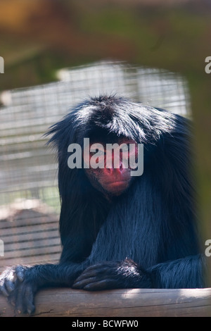 red faced spider monkey (Ateles paniscus) Stock Photo
