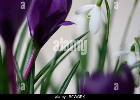 collection of snowdrops and crocuses traditionally the first spring flowering bulbs fine art Jane Ann Butler Photography JABP332 Stock Photo