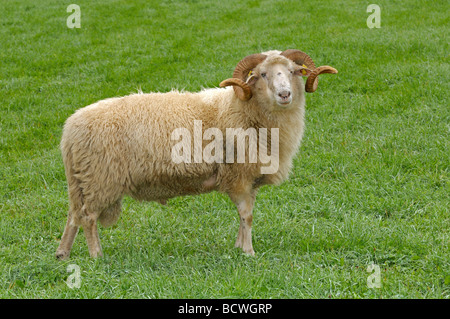Domestic Sheep, Waldschaf , Bavarian Forest Sheep (Ovis orientalis aries, Ovis ammon aries). Ram on a meadow Stock Photo