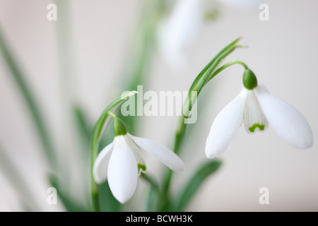 minimal and contemporary image of the classic snowdrop galanthus fine art photography Jane Ann Butler Photography JABP336
