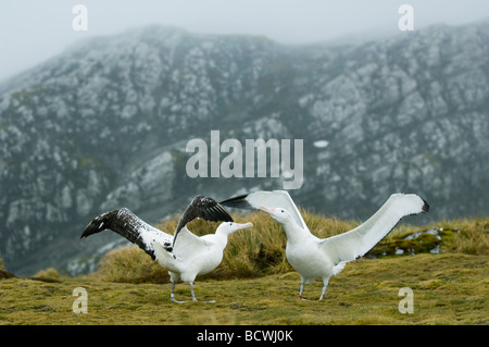 Wandering Albatross (Diomedea exulans) Courtship Dance, Bird Island, South Georgia Island, Antarctica Stock Photo