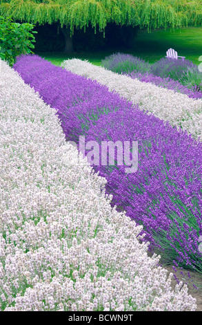 Blooming field of pinkish Melissa and Royal Velvet lavender at the Purple Haze Lavender Farm in Sequim, Washington. Stock Photo