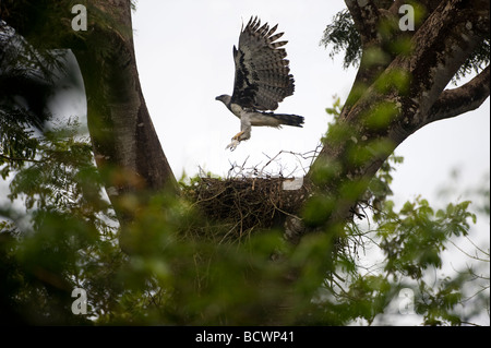 Harpy Eagle ((Harpia harpyia) flying from a pond, Brazil Stock
