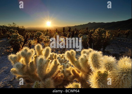 USA California Joshua Tree National Park Cholla Cactus Garden Opuntia bigelovii Stock Photo
