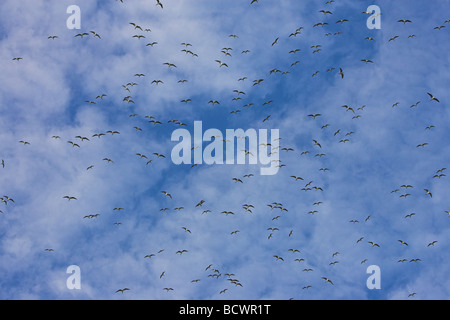 Sooty Tern Sterna fuscata flock circling the skies before roosting on Bird Island, Seychelles in April. Stock Photo