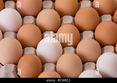 eggs in egg carton Stock Photo