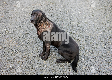 Dog attacked in a vicious manner. Stock Photo