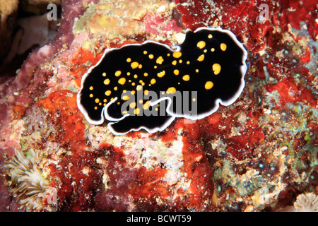 Marine Flatworm, Gold Dotted Flatworm, Thysanozoon nigropapillosum, crawling on the reef underwater. Stock Photo
