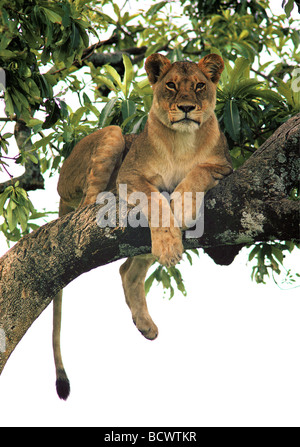 Tree climbing lioness resting on branch in Fig tree FICUS Masai Mara National Reserve Kenya East Africa Stock Photo