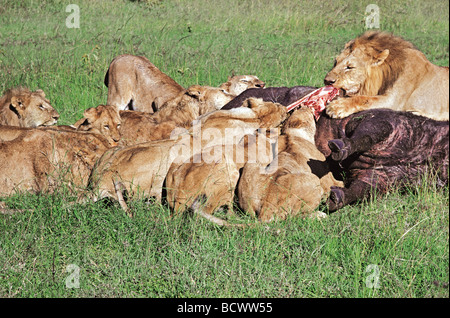 Lion pride feeding on Buffalo kill Masai Mara National Reserve Kenya East Africa Stock Photo