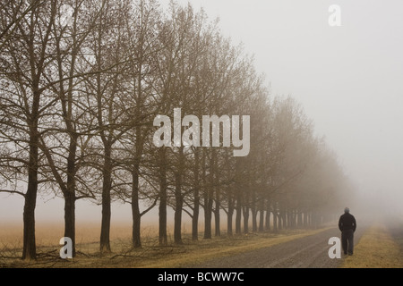 A man walking down a country back road, disappears into the foggy mist beside a straight line of trees Stock Photo
