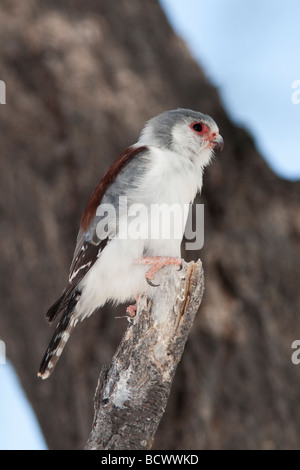 Pygmy falcon Polihierax semitorquatus female Etosha national park Namibia Stock Photo