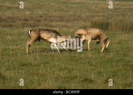 Fallow Bucks Rut dramatic view of bucks fighting in the rut, clashing antlers, Fallow ...