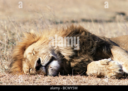Close up portrait of head and mane of mature male lion fast asleep Ngorongoro Crater Tanzania East Africa Stock Photo