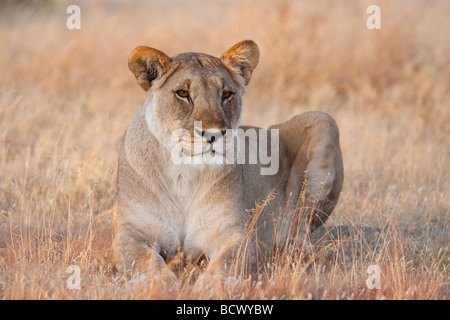 Lioness Panthera leo Etosha National Park Namibia Stock Photo