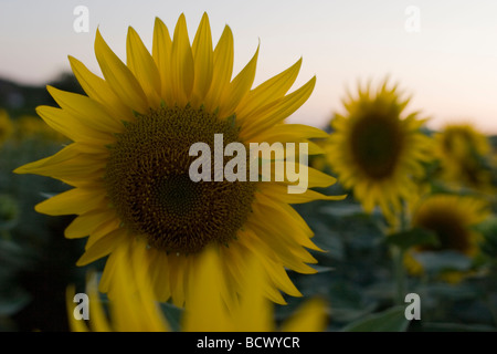 Field of Sunflower's in Southern France. Stock Photo