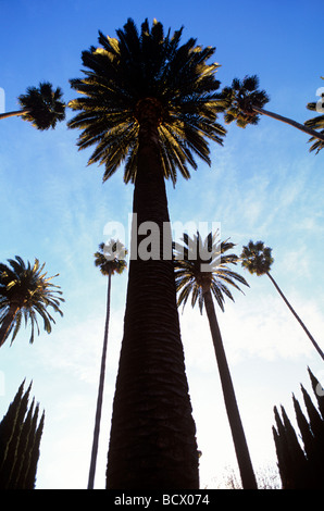 Palm Trees and Blue Sky Stock Photo