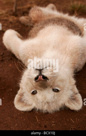 A white lion cub lies playfully on its back in a wildlife park of South Africa, near Johannesburg in the Gauteng area Stock Photo