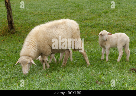 Domestic Sheep, Waldschaf , Bavarian Forest Sheep (Ovis orientalis aries, Ovis ammon aries). Ewe with two lambs on a meadow Stock Photo