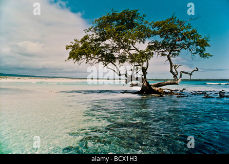 Tree island water peace Symbols Scenic Trees beauty colorful designs natural nature symbol Verbenaceae: Avicennia officinalis Stock Photo