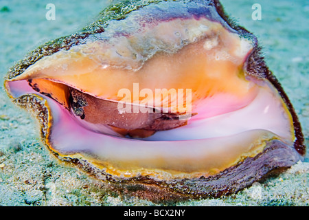 Queen or Pink Conch Strombus gigas West End Atlantic Ocean Bahamas Stock Photo