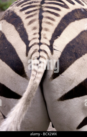 Backside of Zebra Stock Photo - Alamy