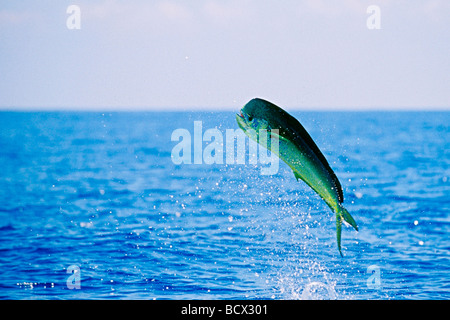 mahi mahi, dolphin fish, or dorado, cow, Coryphaena hippurus, Hawaii ...