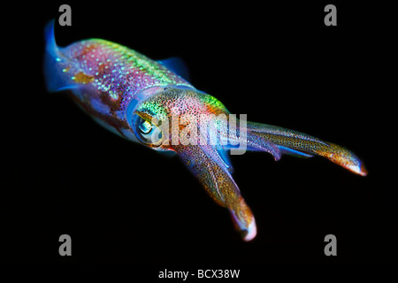Caribbean Reef Squid Sepioteuthis sepioidea Key Largo Caribbean Sea Florida USA Stock Photo