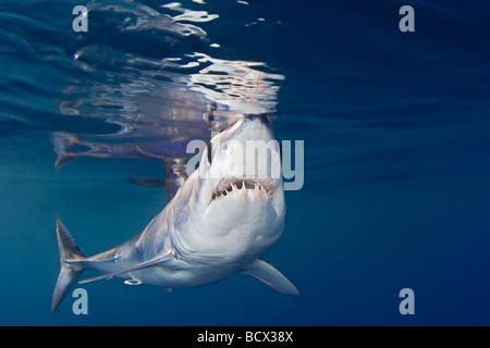 Shortfin Mako Shark Isurus oxyrinchus San Diego East Pacific Ocean California USA Stock Photo