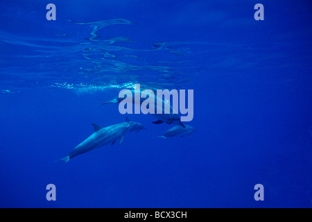 long-snouted spinner dolphins bow-riding, note pale coloration or white color morph, Stenella longirostris, Hawaii, USA, Pacific Stock Photo