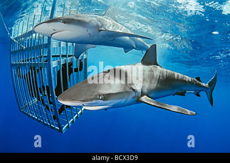 Cage divers observing Galapagos Sharks Carcharhinus galapagensis Oahu Pacific Ocean Hawaii USA Stock Photo