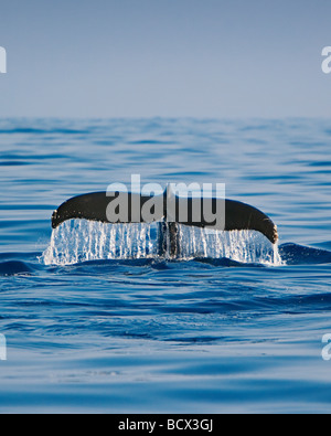 Humpback Whale Fluke Megaptera novaeangliae Pacific Ocean Hawaii USA Stock Photo