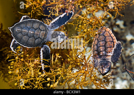 loggerhead turtle hatchlings, taking refuge among sargassum weed, Caretta caretta, Sargassum natans, Juno Beach, Atlantic Ocean, Stock Photo