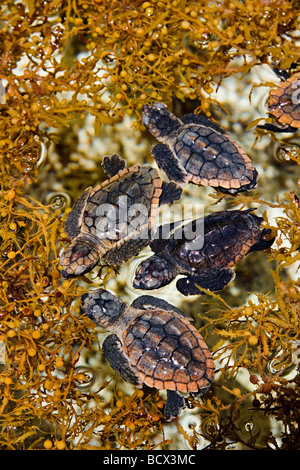 loggerhead turtle hatchlings, taking refuge among sargassum weed, Caretta caretta, Sargassum natans, Juno Beach, Atlantic Ocean, Stock Photo