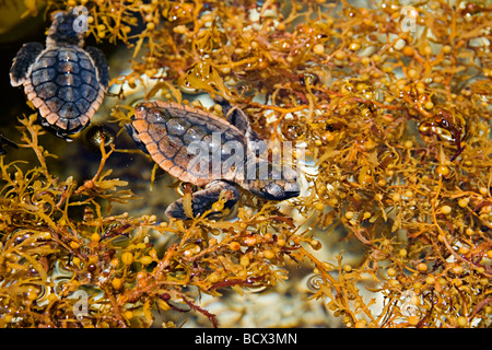 loggerhead turtle hatchlings, taking refuge among sargassum weed Stock ...