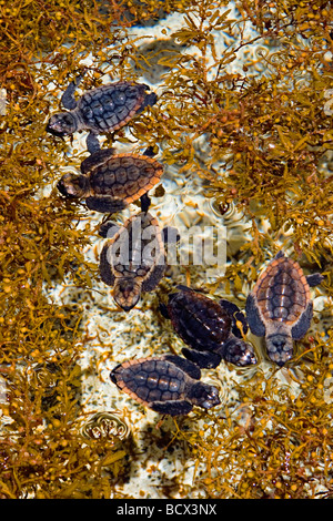 loggerhead turtle hatchlings, taking refuge among sargassum weed, Caretta caretta, Sargassum natans, Juno Beach, Atlantic Ocean, Stock Photo