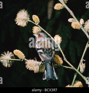 Chaffinch (Fringilla coelebs). Adult male perched on a flowering willow. Germany Stock Photo
