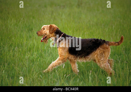 Airedale Terrier. Adult dog walking on a meadow. Germany Stock Photo