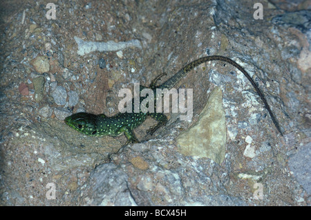 Lacerta lepida / Ocellated lizard , jewelled lizard - on a rock - Stock Photo