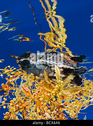 loggerhead sea turtle hatchling, Caretta caretta, Sargasso Sea, Atlantic Ocean Stock Photo