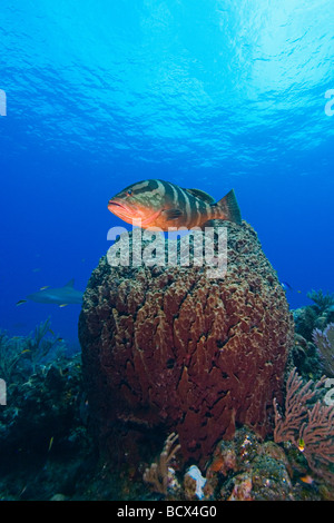 Nassau Grouper over Giant Barrel Sponge Epinephelus striatus Xestospongia muta West End Atlantic Ocean Bahamas Stock Photo