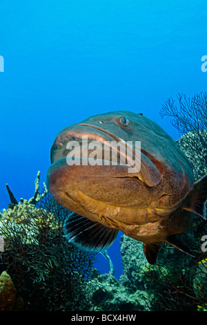 Nassau Grouper over Giant Barrel Sponge Epinephelus striatus Xestospongia muta West End Atlantic Ocean Bahamas Stock Photo