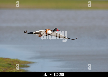 Shelduck Tadorna tadorna in flight at Cley Norfolk Stock Photo