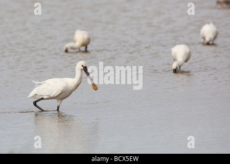 Spoonbills Platalea leucorodia feeding Norfolk June Stock Photo