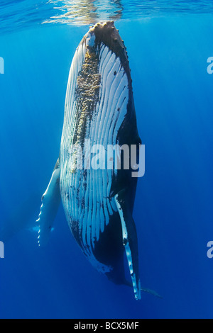Humpback whale Megaptera novaeangliae Pacific Ocean Hawaii USA Stock Photo