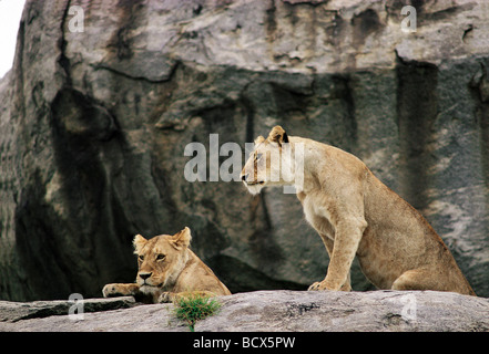 Two Lionesses look out from the rocks on a Kopje Serengeti National Park Tanzania East Africa Stock Photo