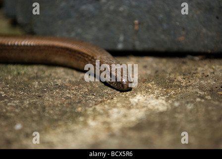 Slow worm basking in the sun on paving stones. Stock Photo