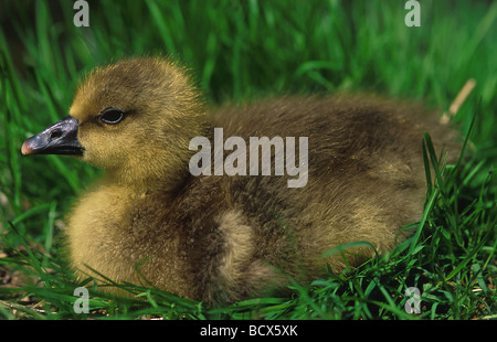 anser anser / greylag goose Stock Photo