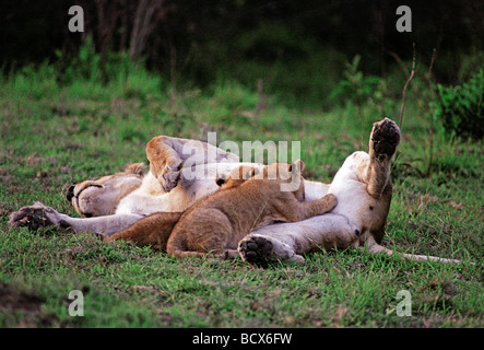 Lioness lying down totally relaxed to suckle feed two young cubs Masai Mara National Reserve Kenya East Africa Stock Photo