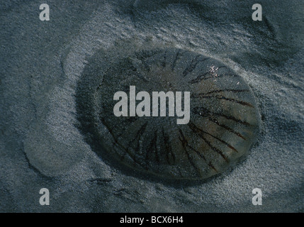 chrysaora hysoscella / compass jellyfish